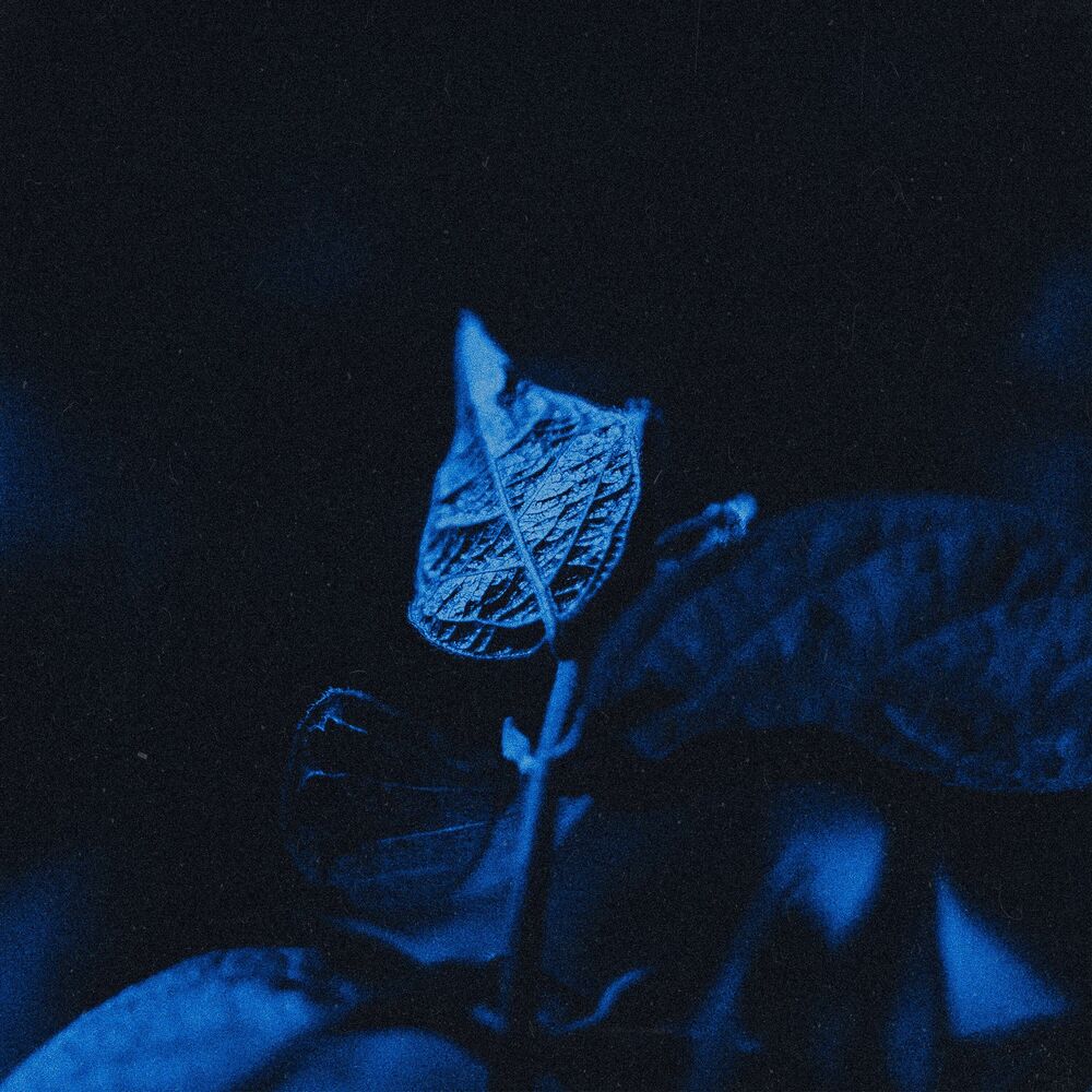 Picture of Silent Hour