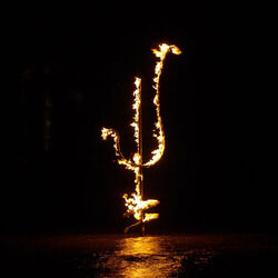 Cover of The Night is Yours