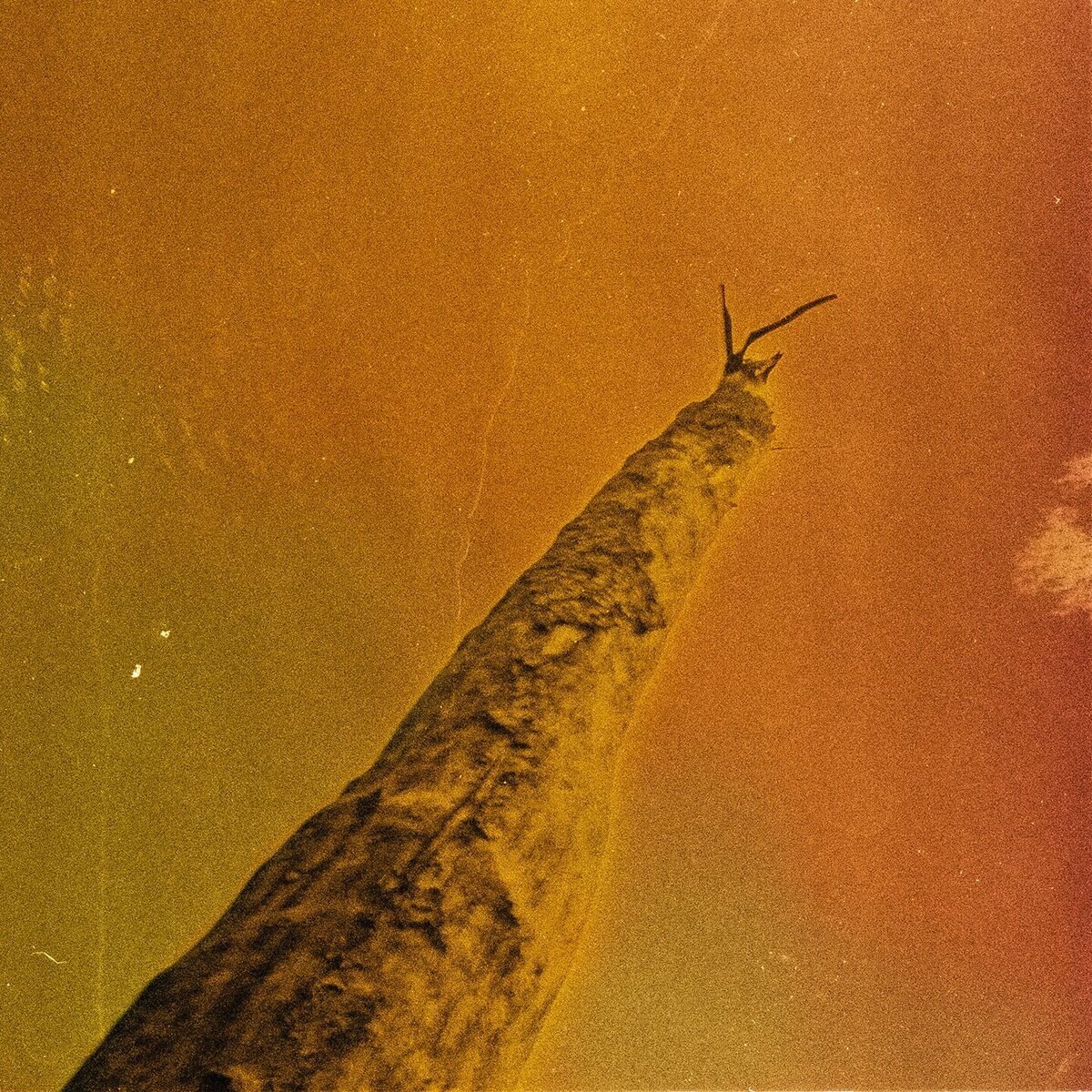 Album cover of Oui-Ja'aa