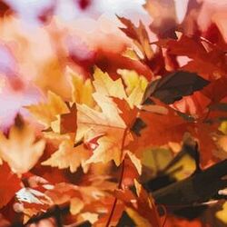 Cover of Seasonal Winds