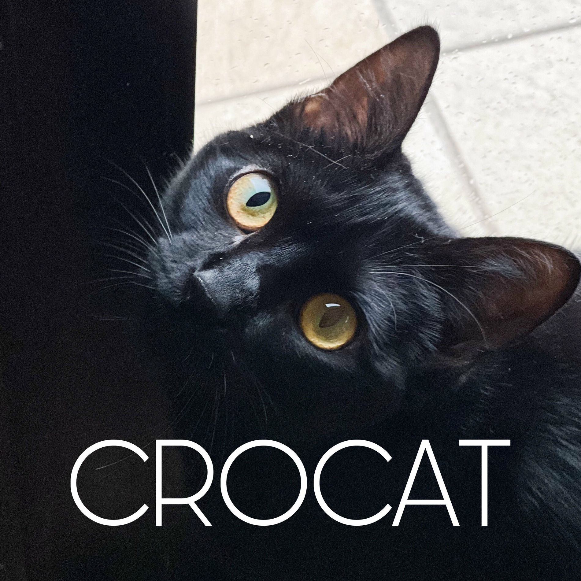 Album cover of Crocat