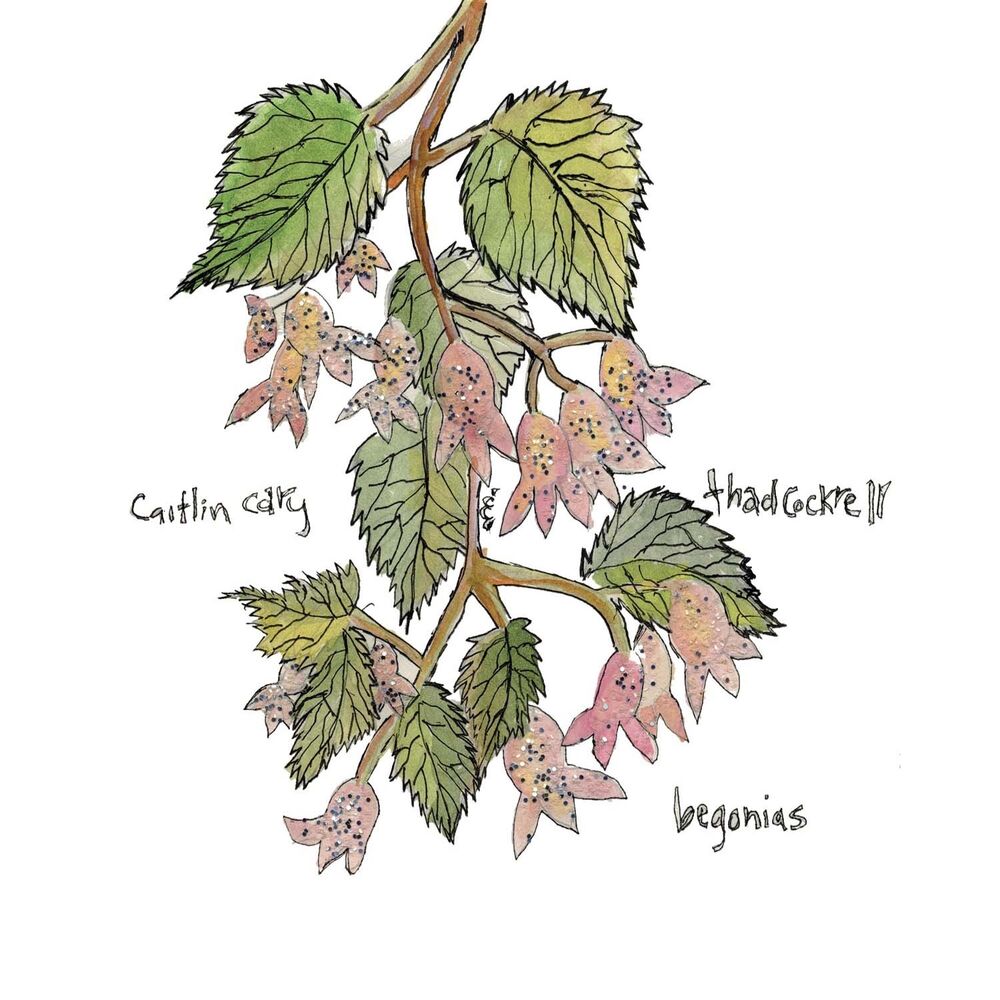 Picture of Begonias