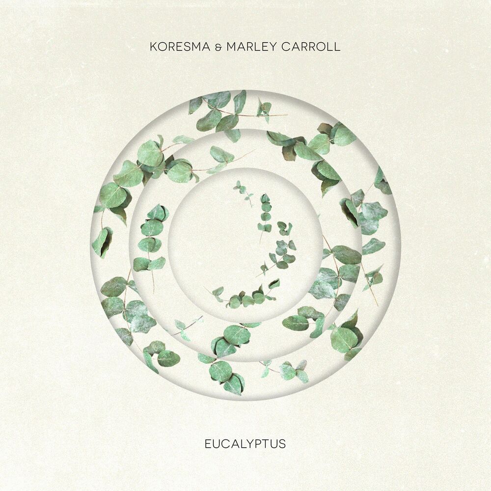 Picture of Eucalyptus