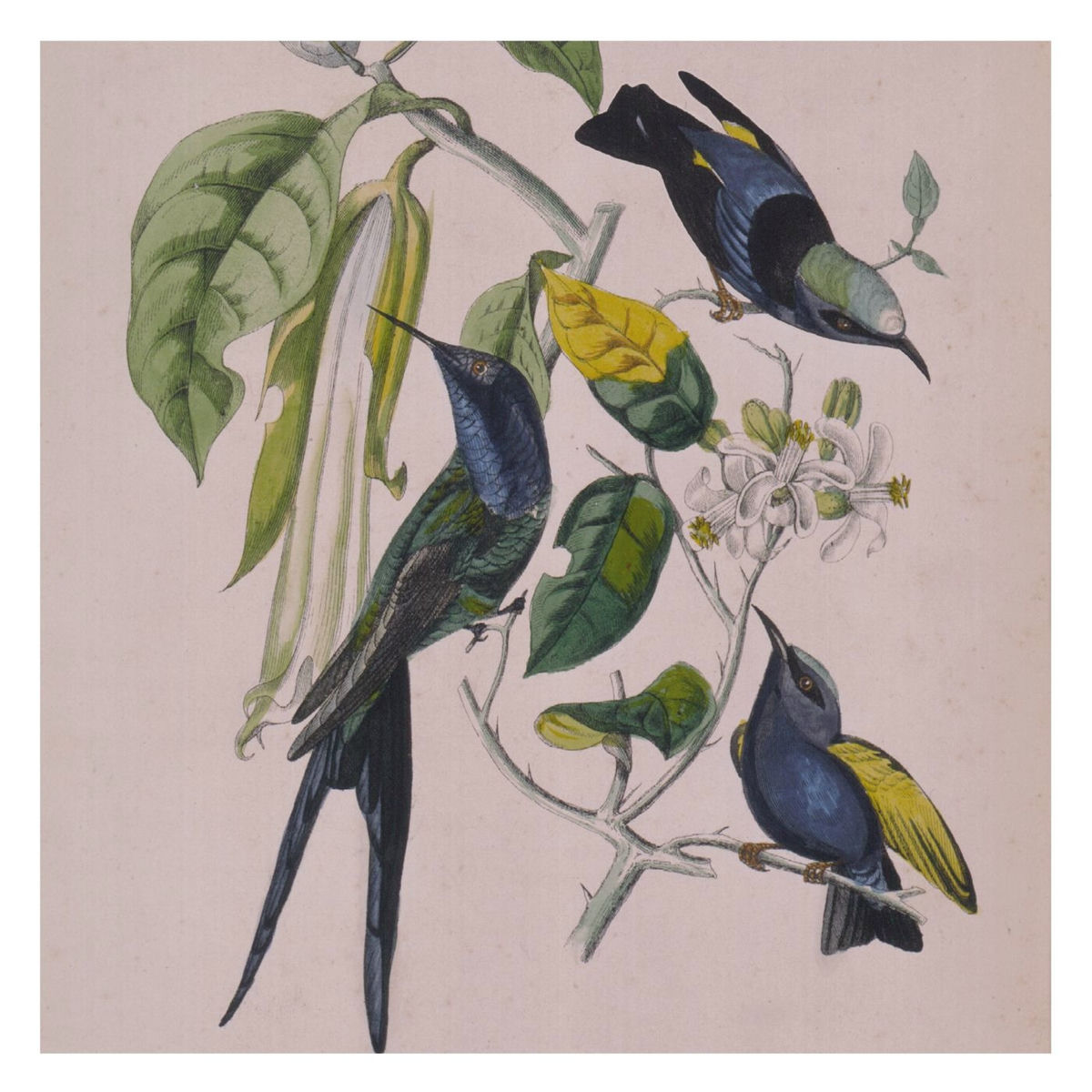Album cover of Tobiume