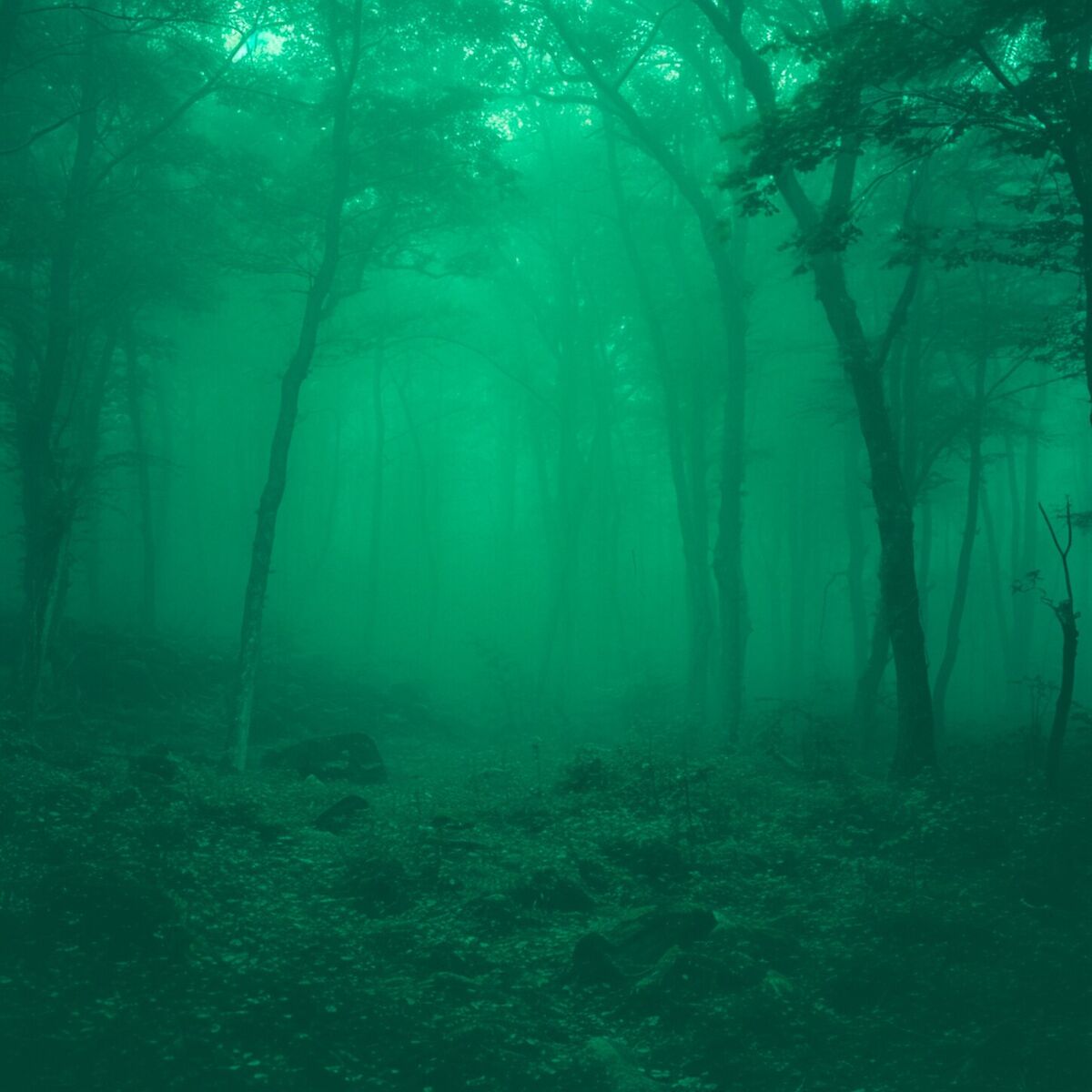 Album cover of solitude
