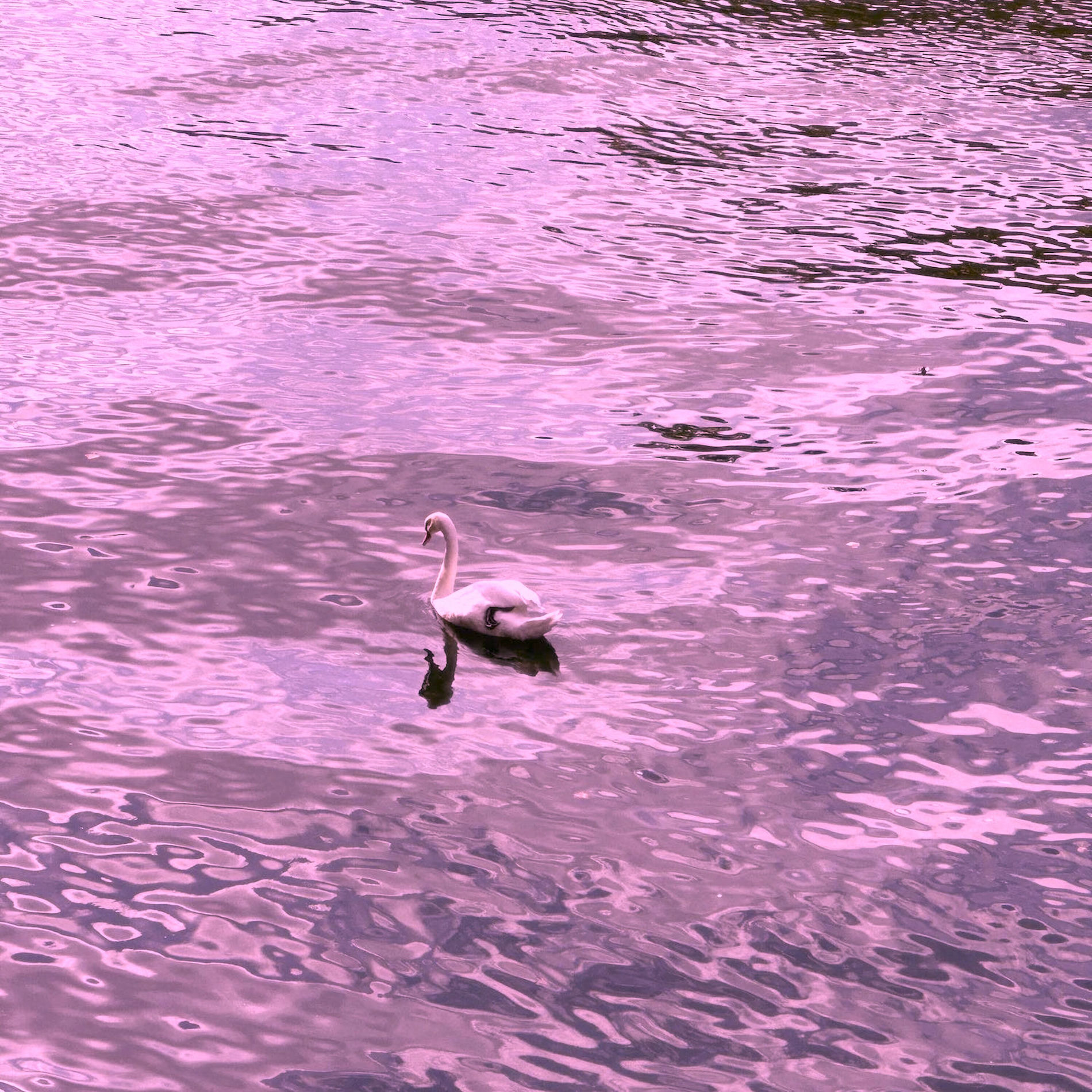 Album cover of Stronger