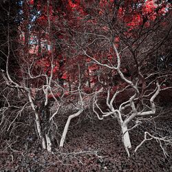 Cover of Mimesis / Undertow