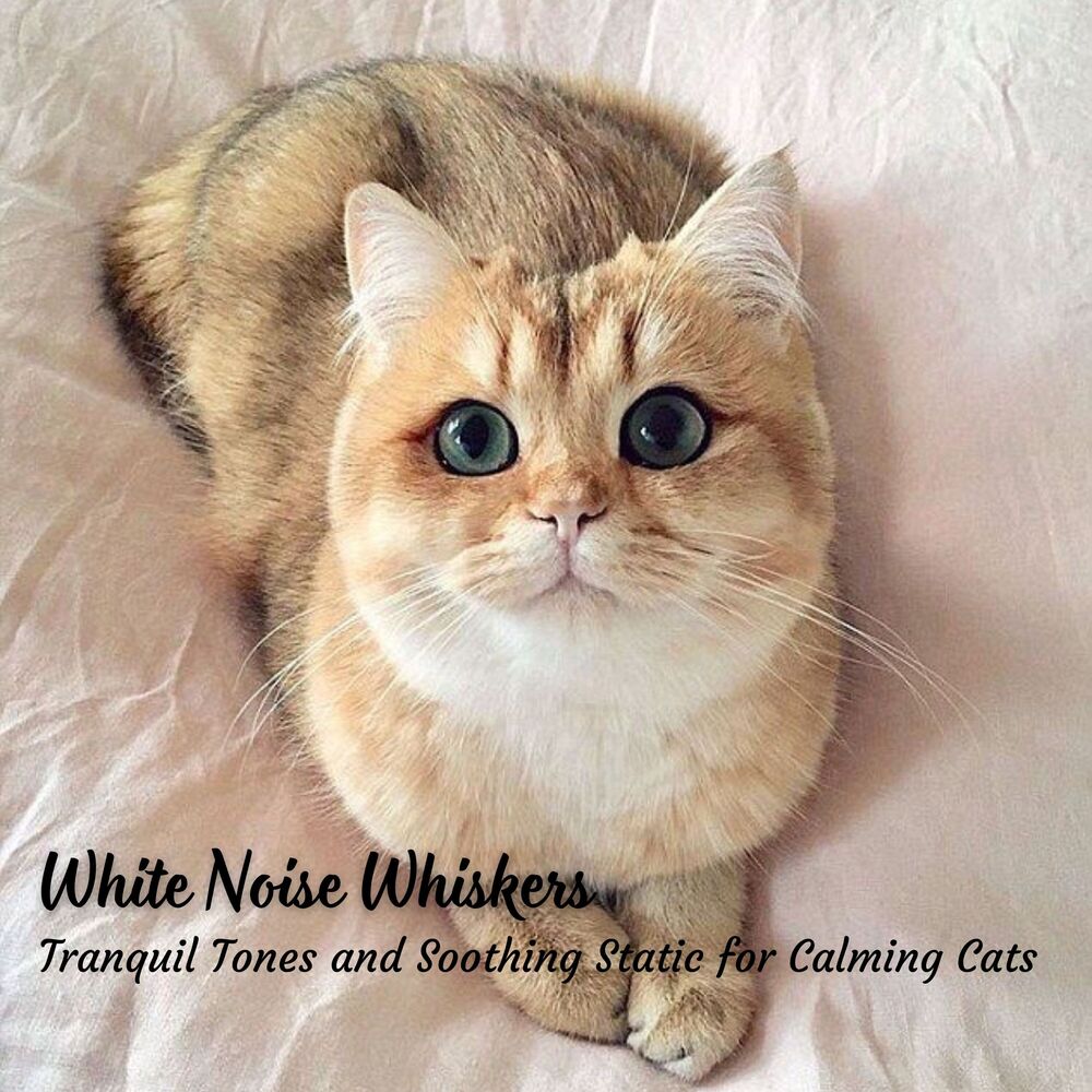 Picture of White Noise Whiskers: Tranquil Tones and Soothing Static for Calming Cats