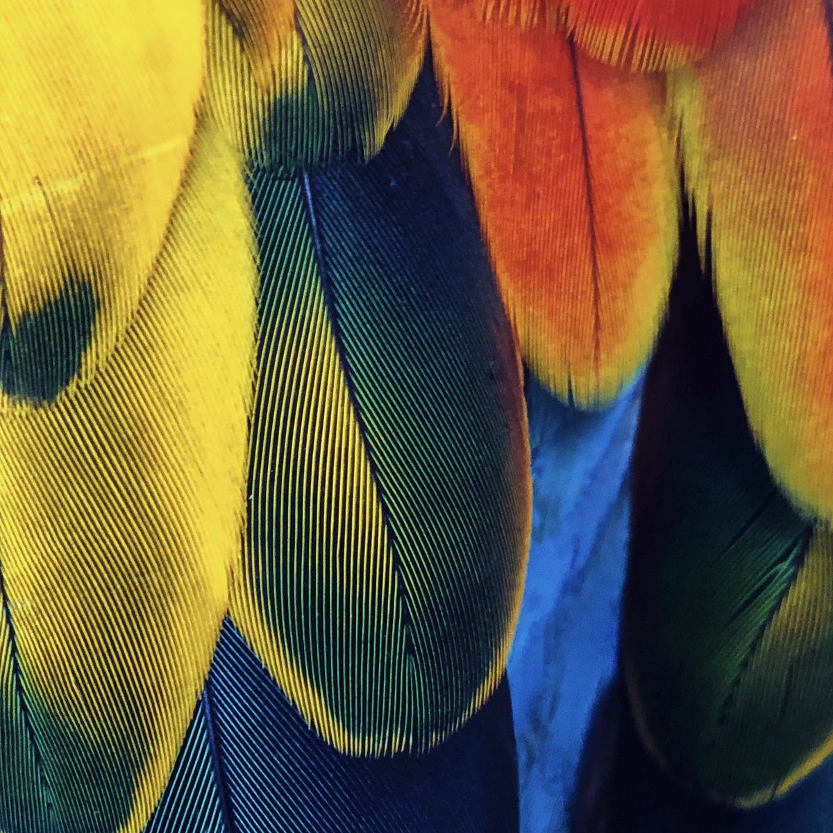 Album cover of Sérénade