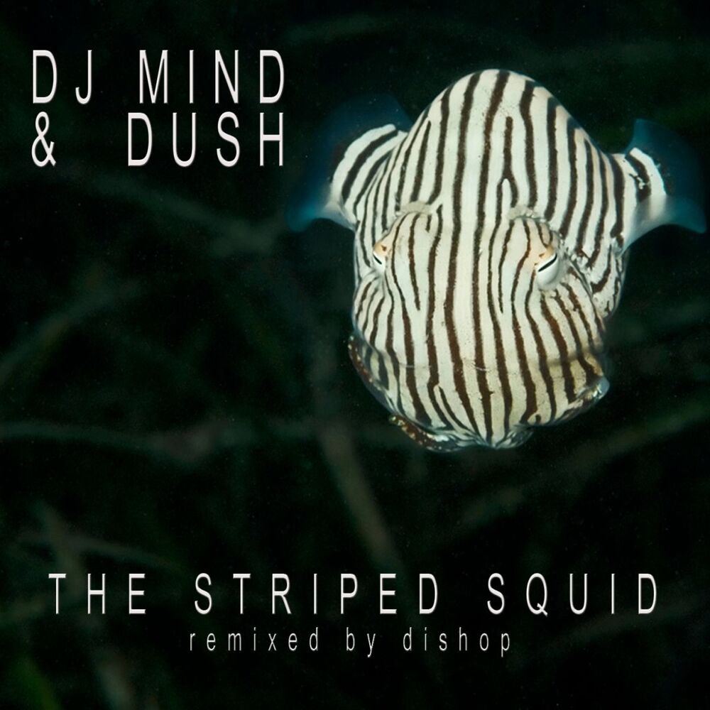 Picture of The Striped Squid