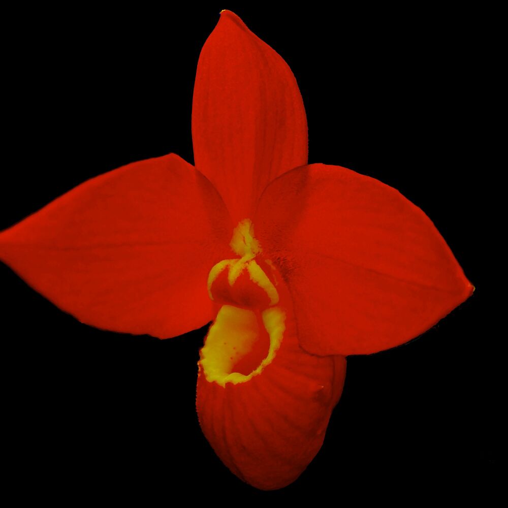 Picture of Flavora