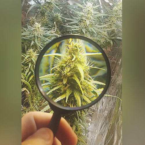 Perfumado a kush