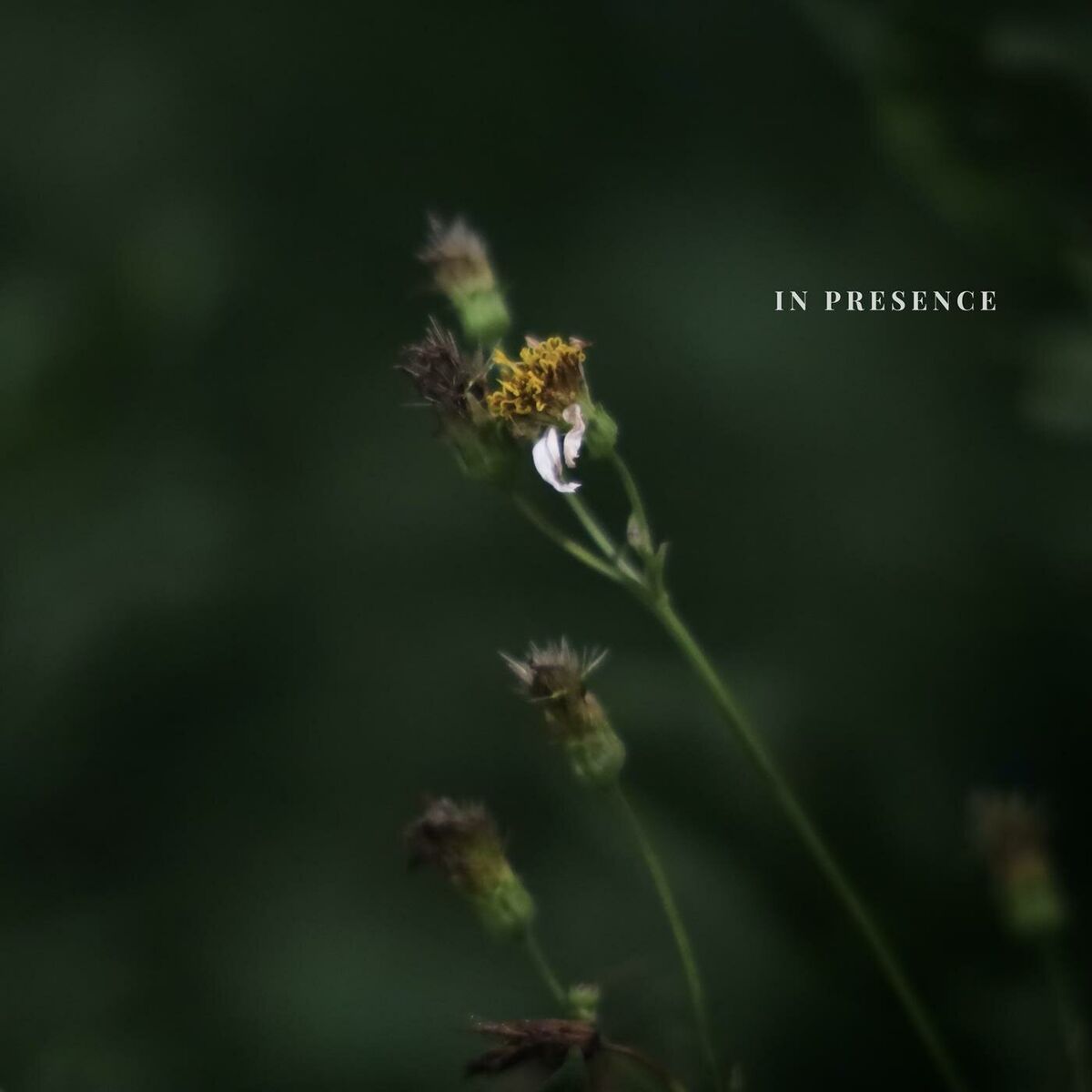 Album cover of In Presence