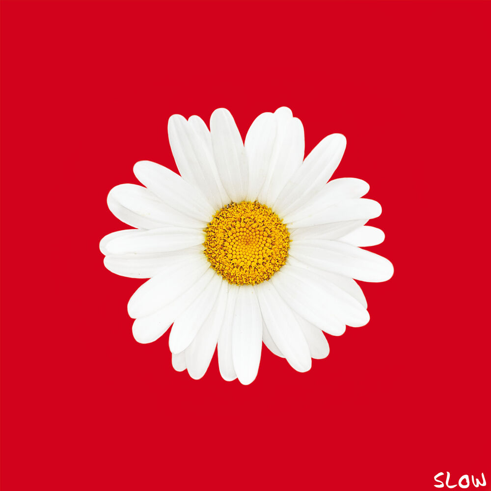 Picture of Slow