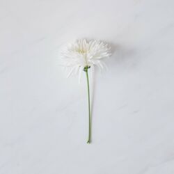 Cover of Pieces