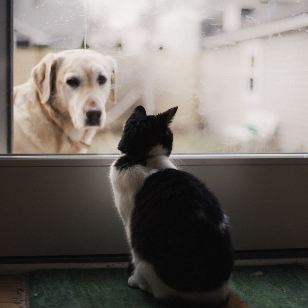 Picture of Lofi Pet Serenades: A Soundtrack for Cherished Bonding