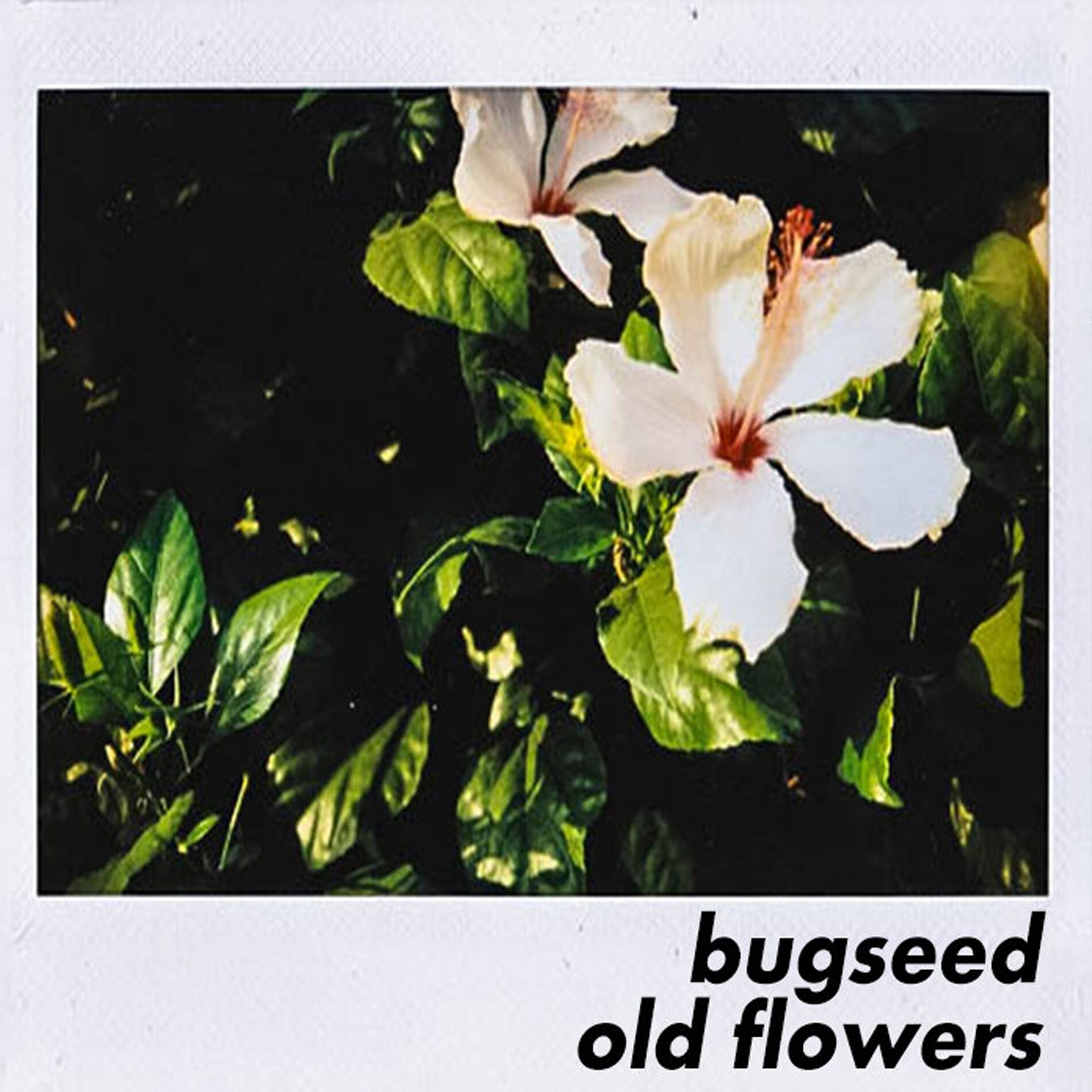 Album cover of Old Flowers