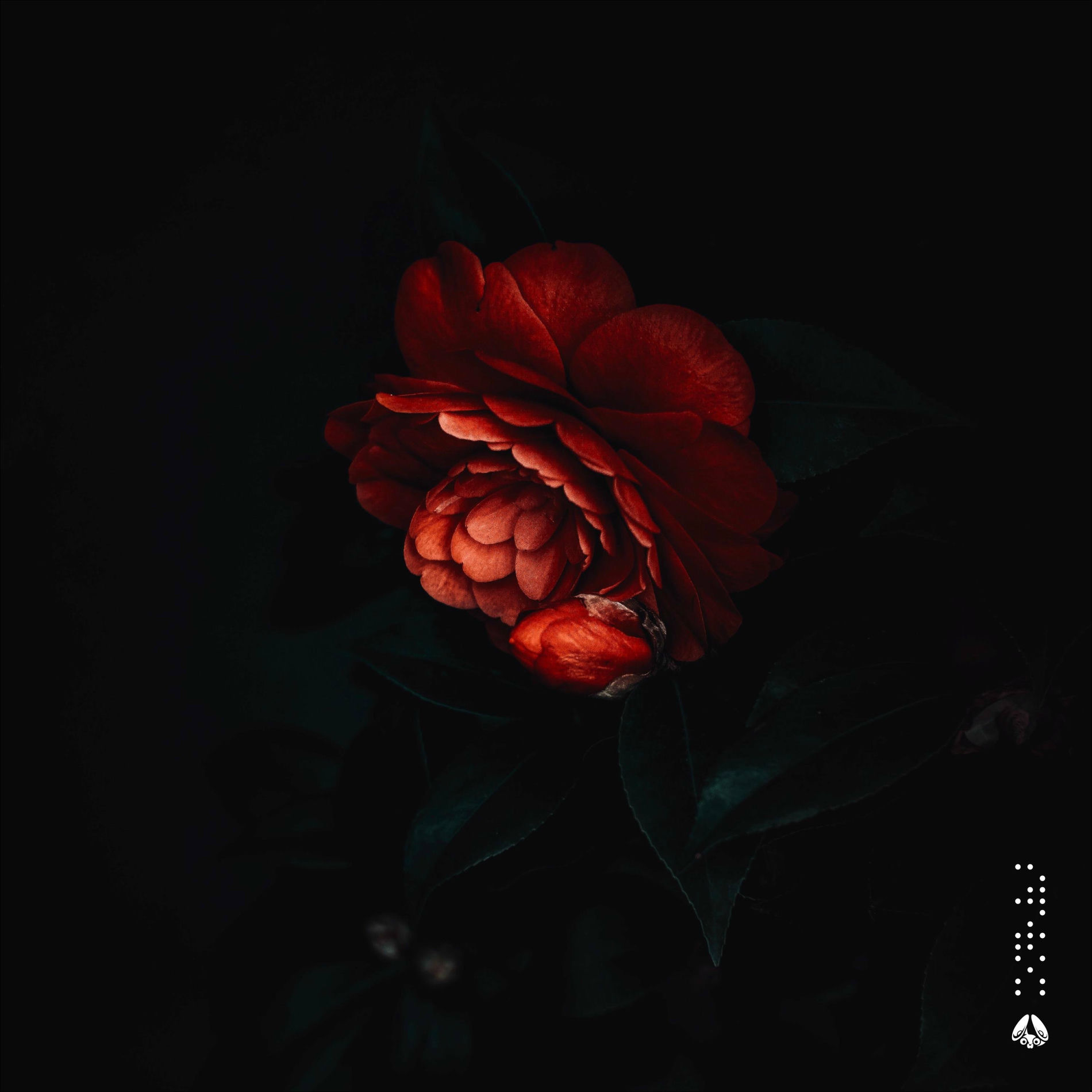 Album cover of Embrace