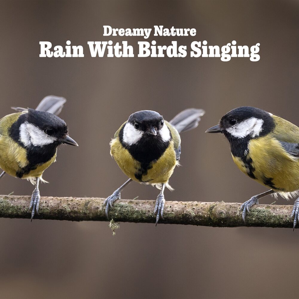 Picture of Rain With Birds Singing
