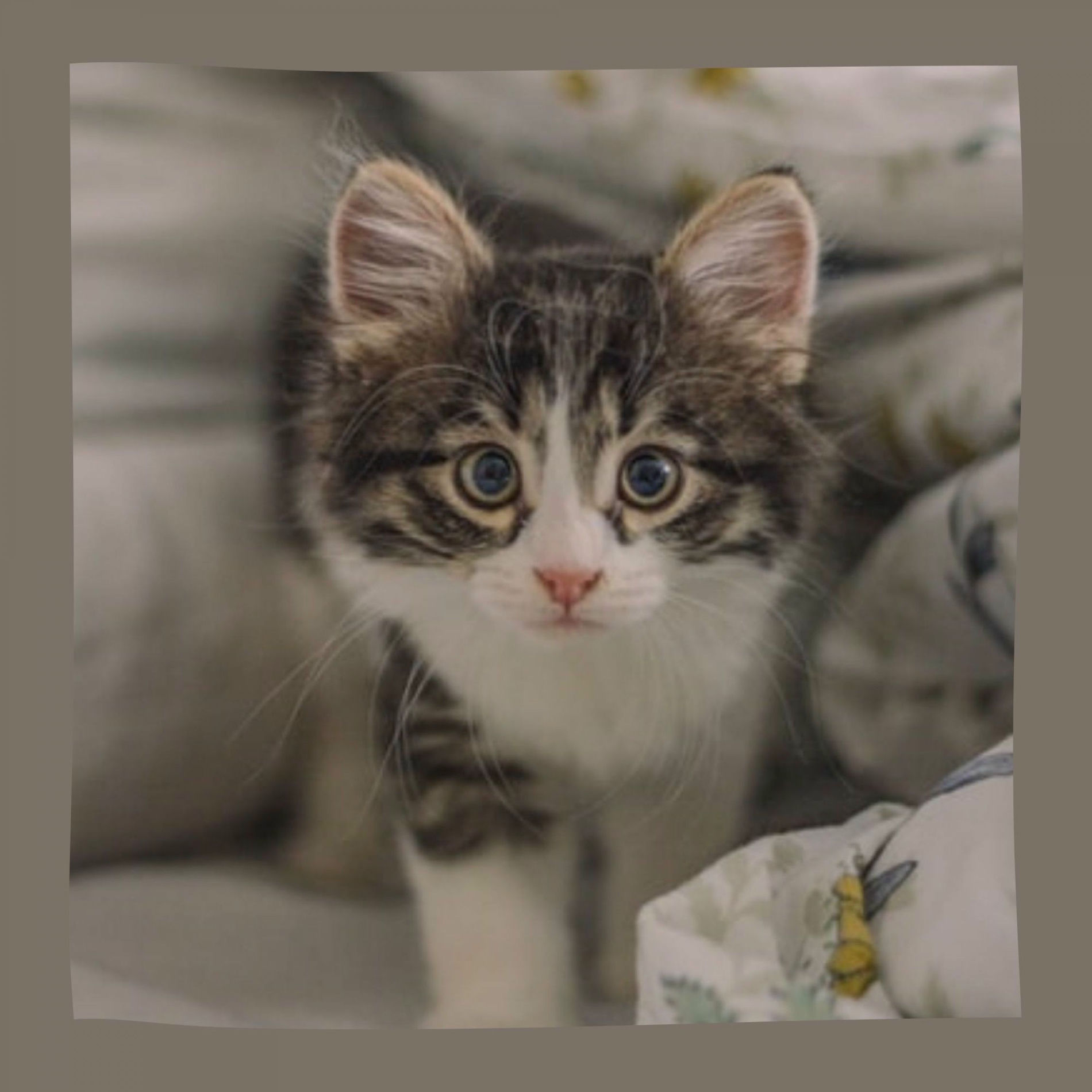 Album cover of Trio Jazz - Background Music for Happy Cat