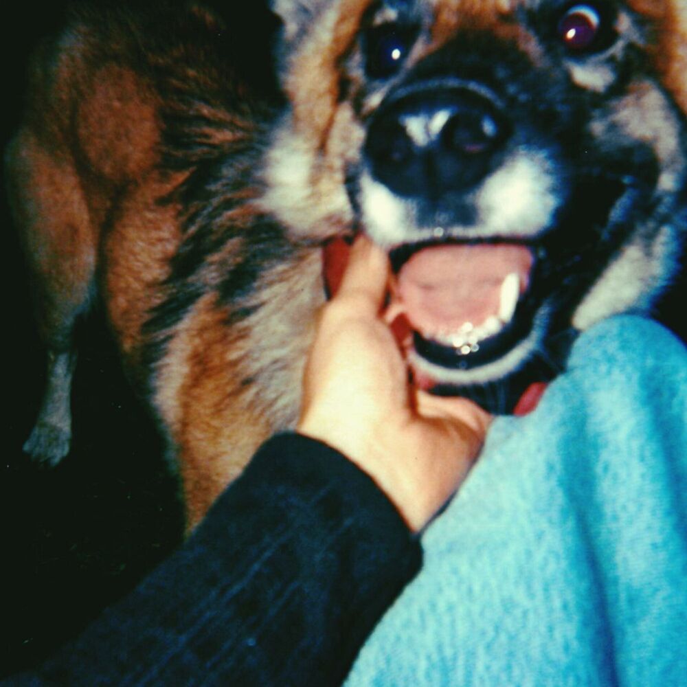 Picture of Hundstage