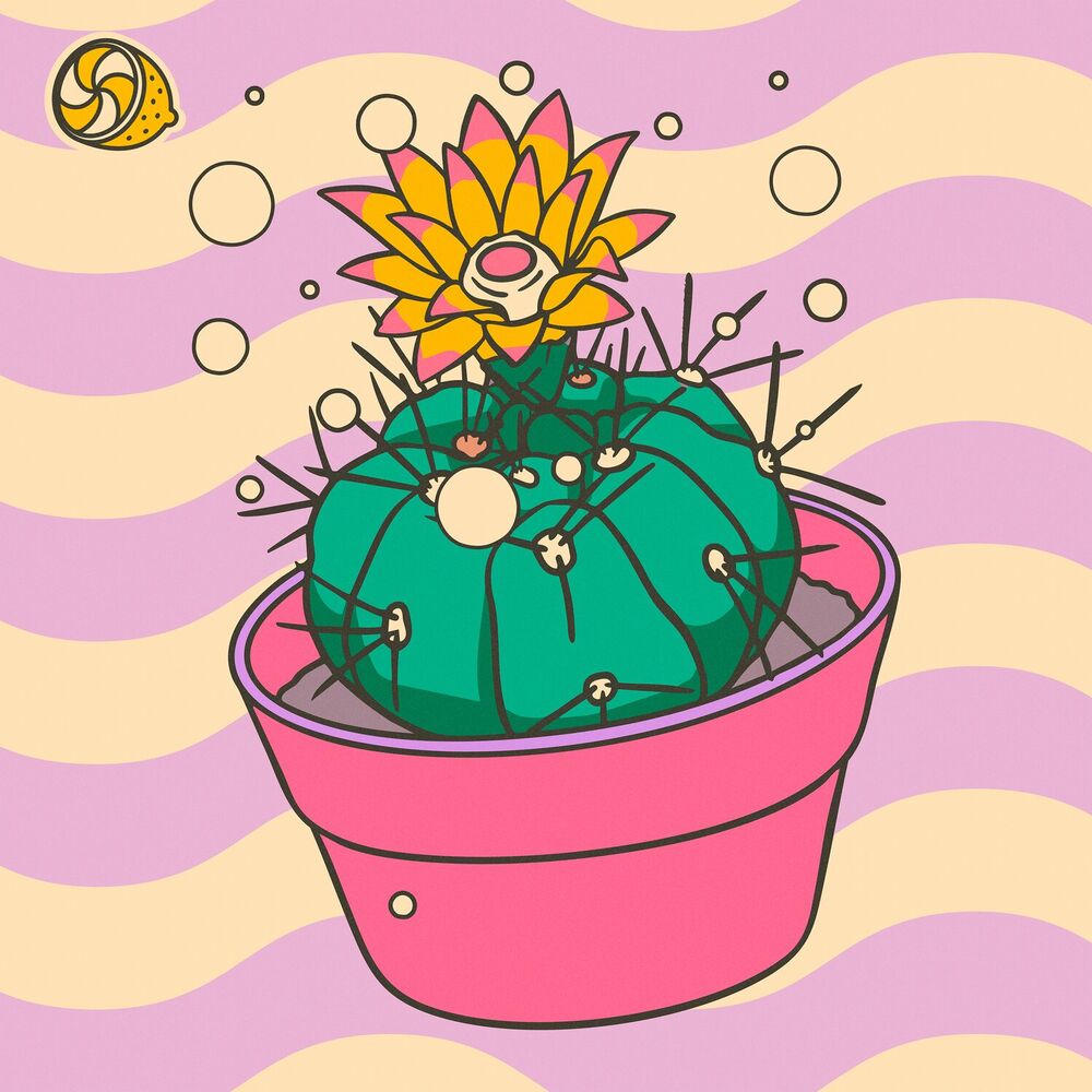 Picture of Chin Cactus