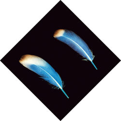 Cover of Bed Of Nails