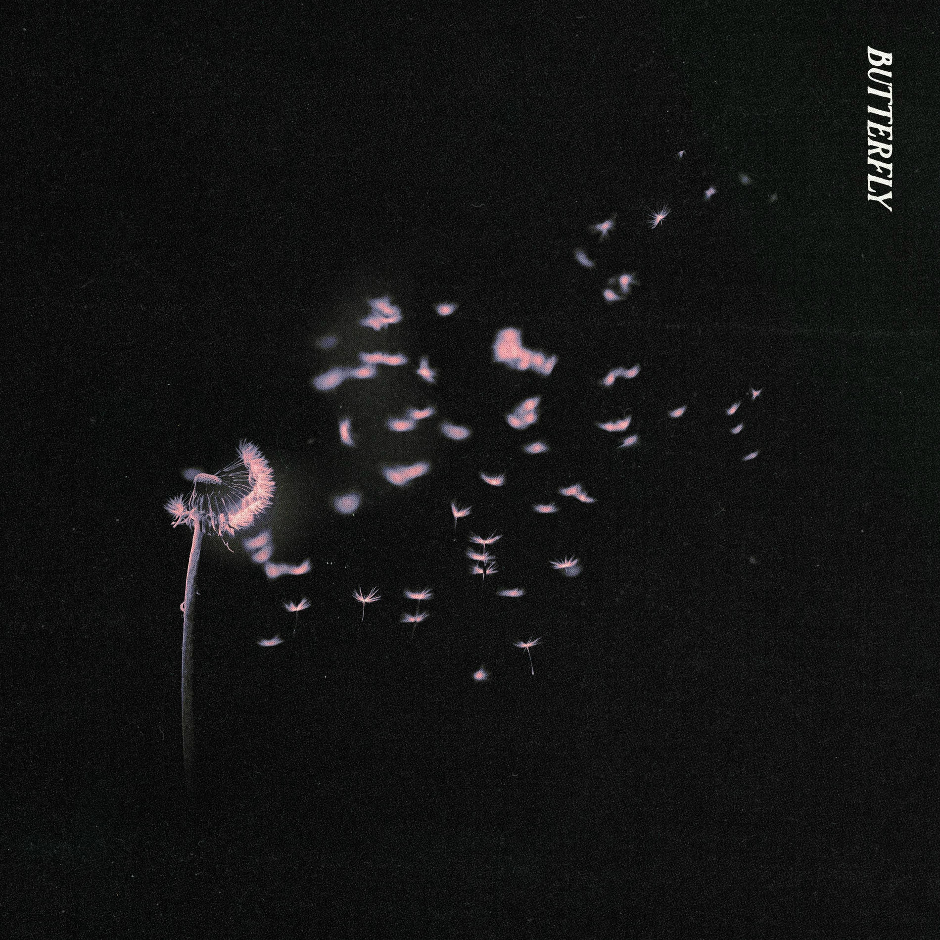 Album cover of Butterfly