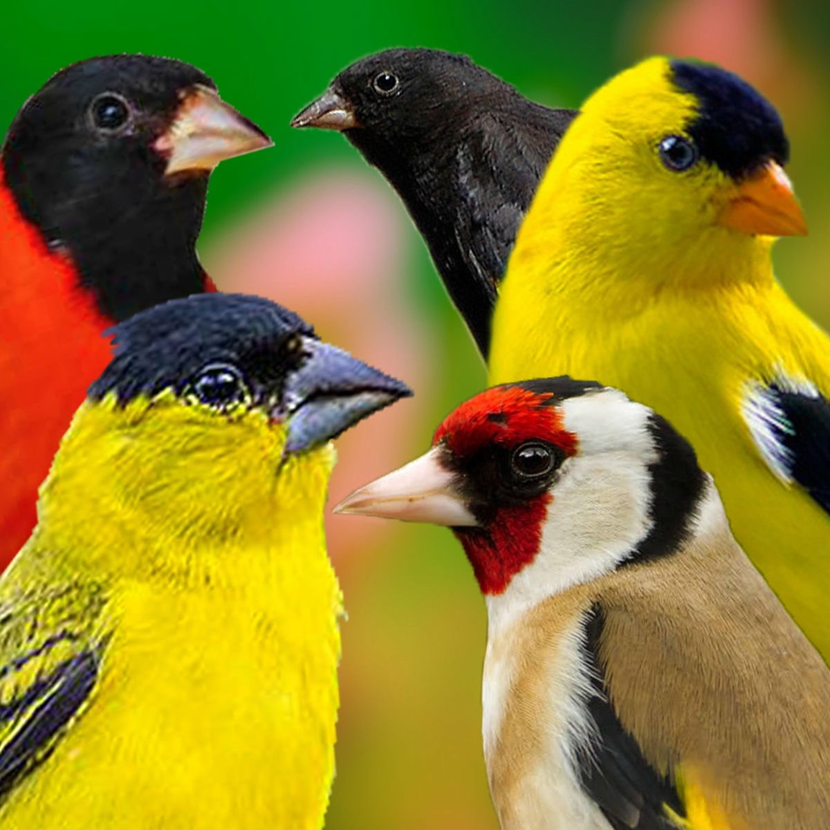 Album cover of O Canto dos Pintassilgos