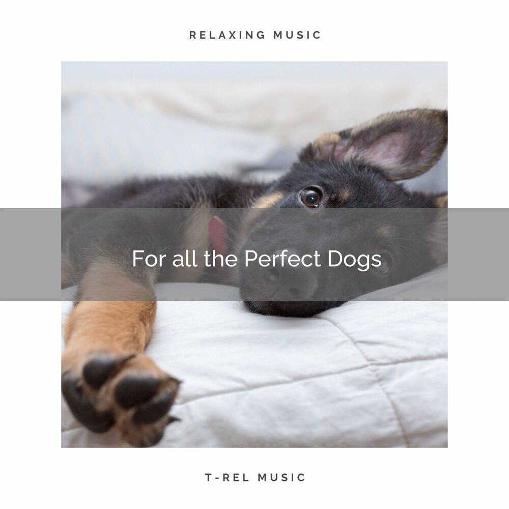 Picture of 2021 Best: For all the Perfect Dogs