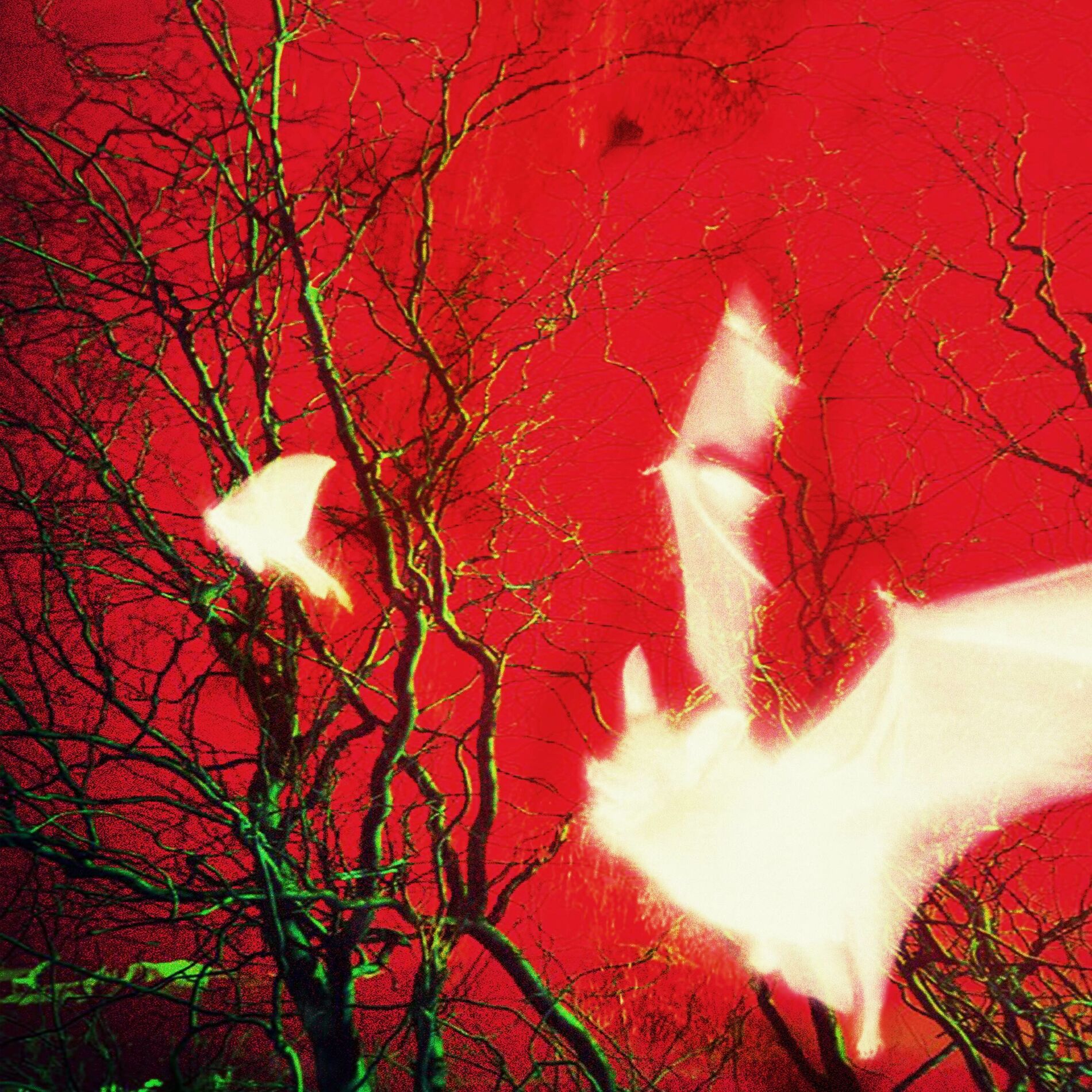 Album cover of Dwelling