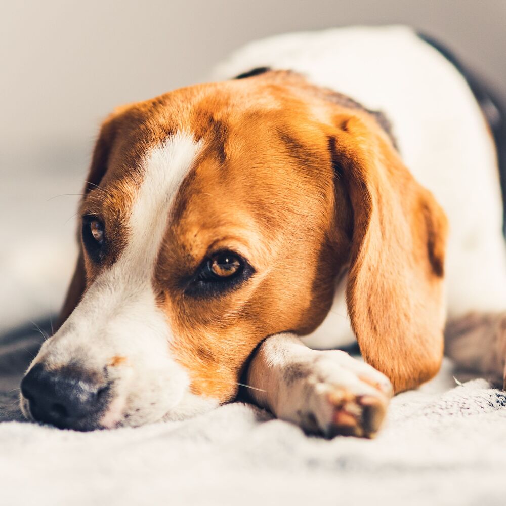 Picture of Canine Serenades: Jazz Piano Melodies for Dog Relaxation