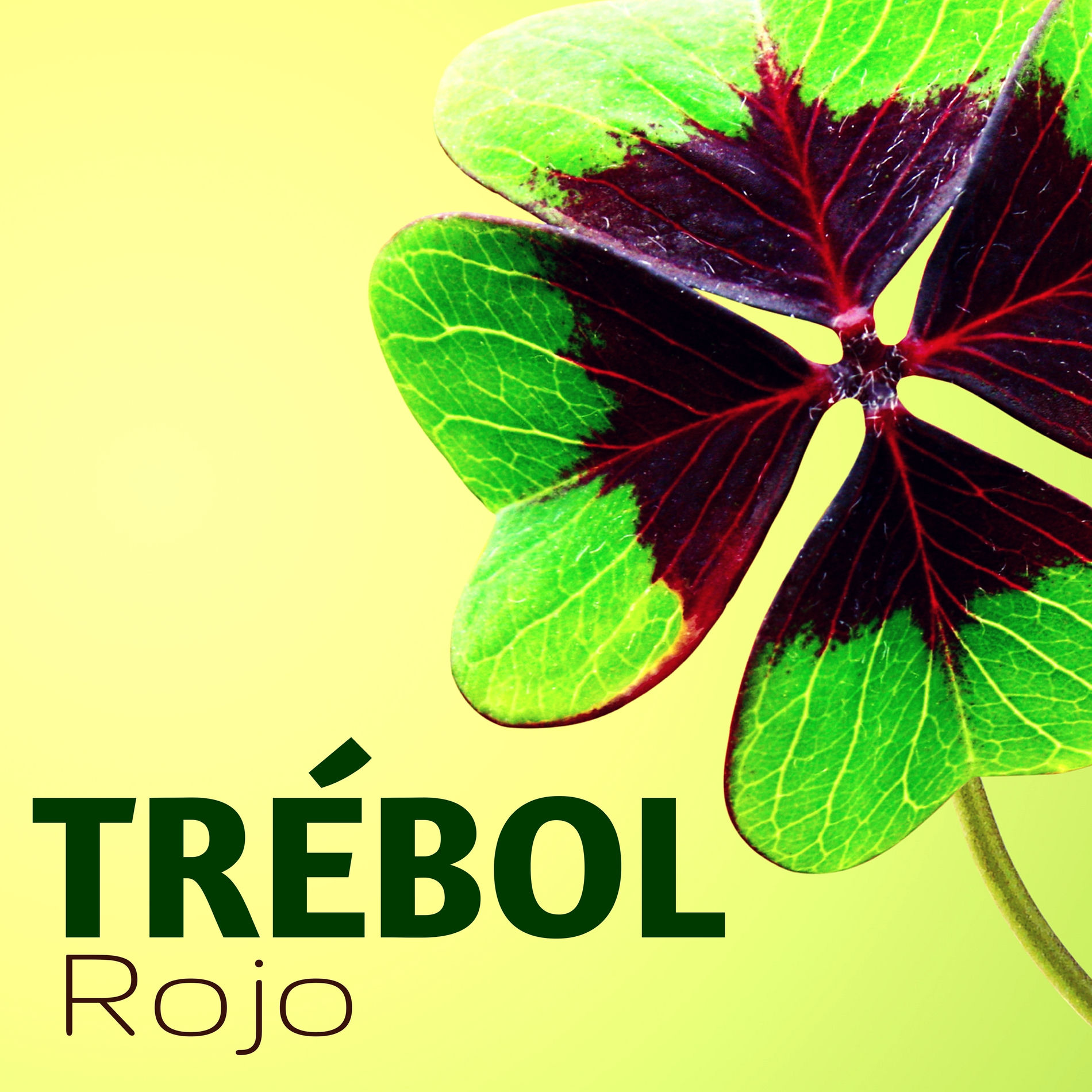 Album cover of Trébol Rojo - CD de Pura Música Intrumental Irlandesa y Celta