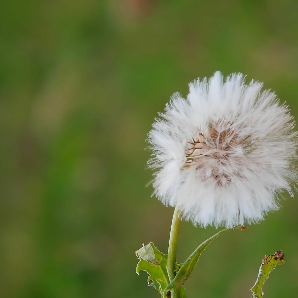 Picture of Robin Peachlashes