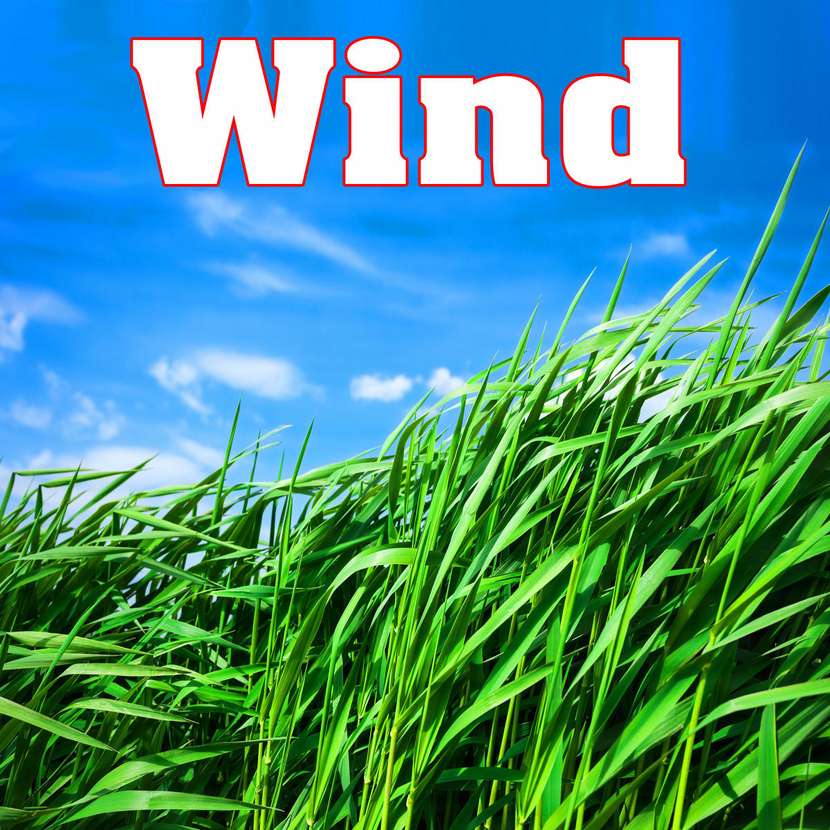 Album cover of Thoughtful Wind Blowing Through Trees