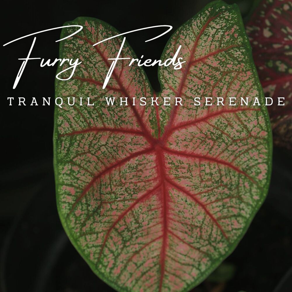 Picture of Paws and Pianos: Meditative Piano for Furry Friends