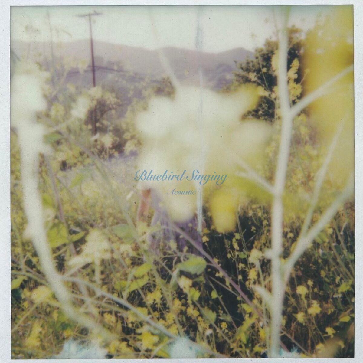 Album cover of Bluebird Singing (Acoustic)