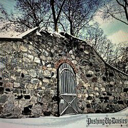 Cover of PushingUpDaisies