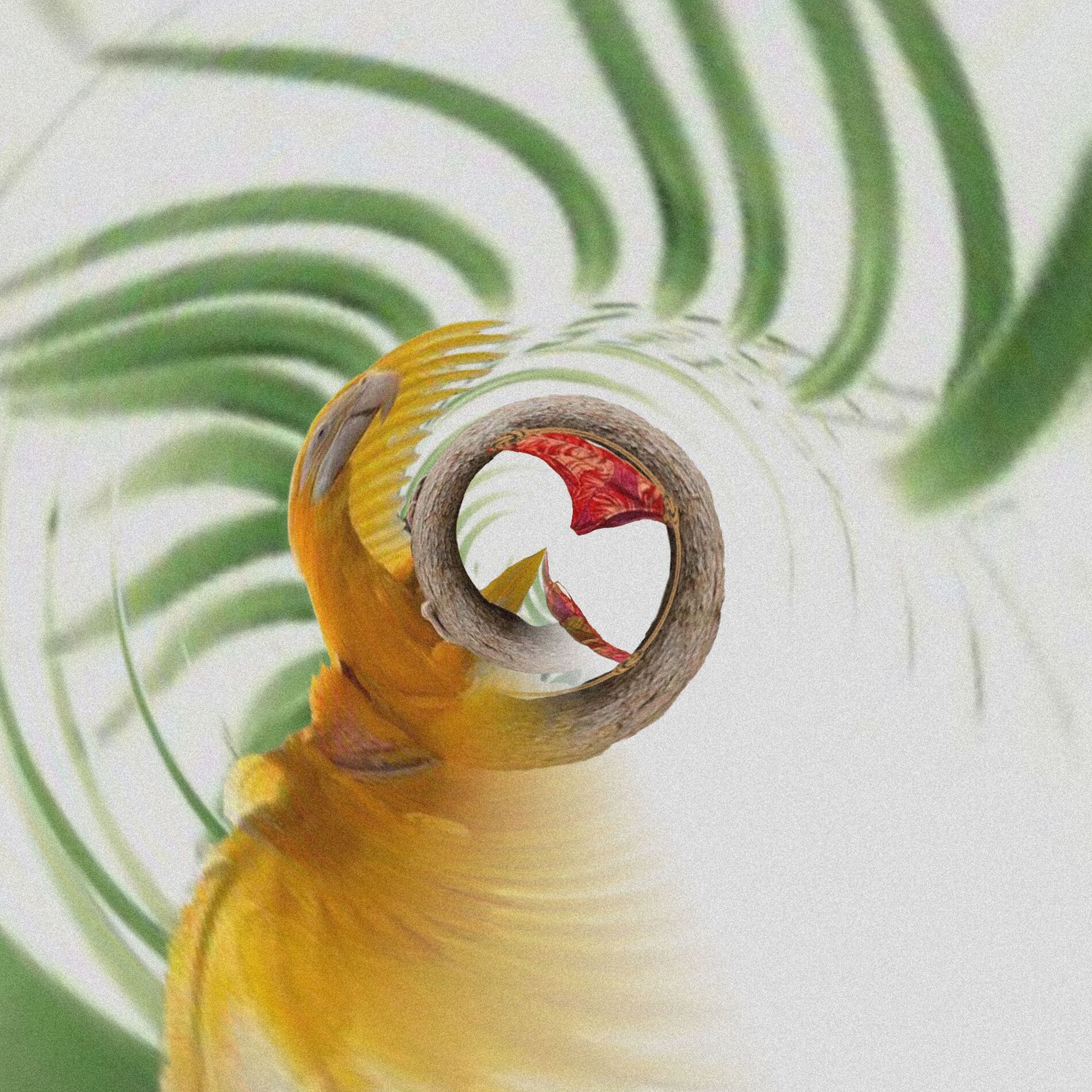 Album cover of BELEZA