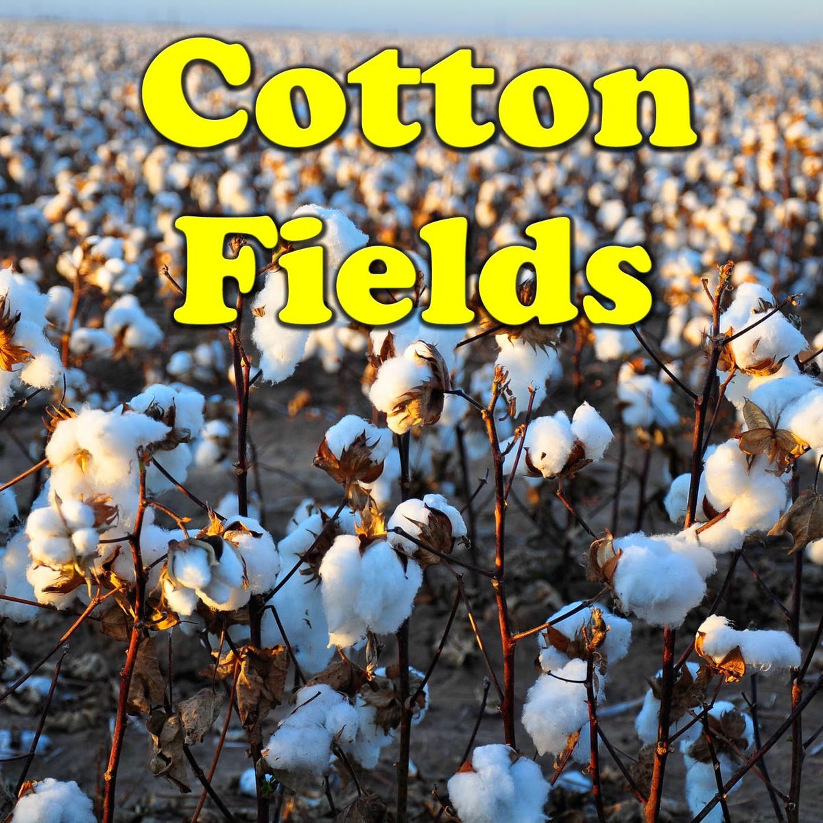 Album cover of Cotton Fields
