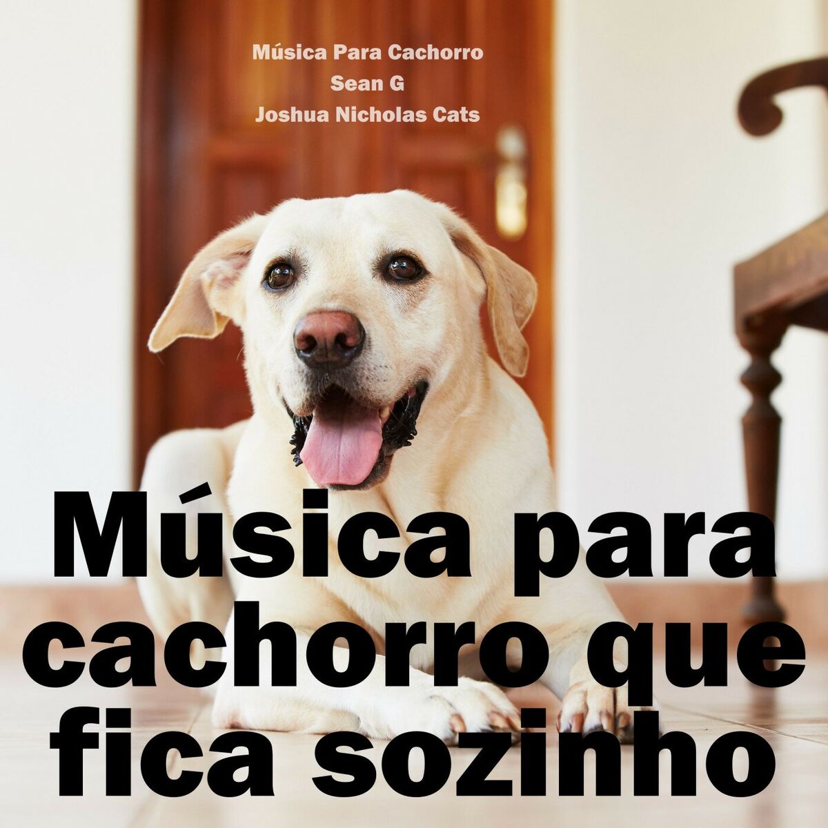 Album cover of Música para cachorro que fica sozinho