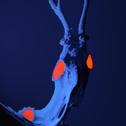 Cover of Wolf