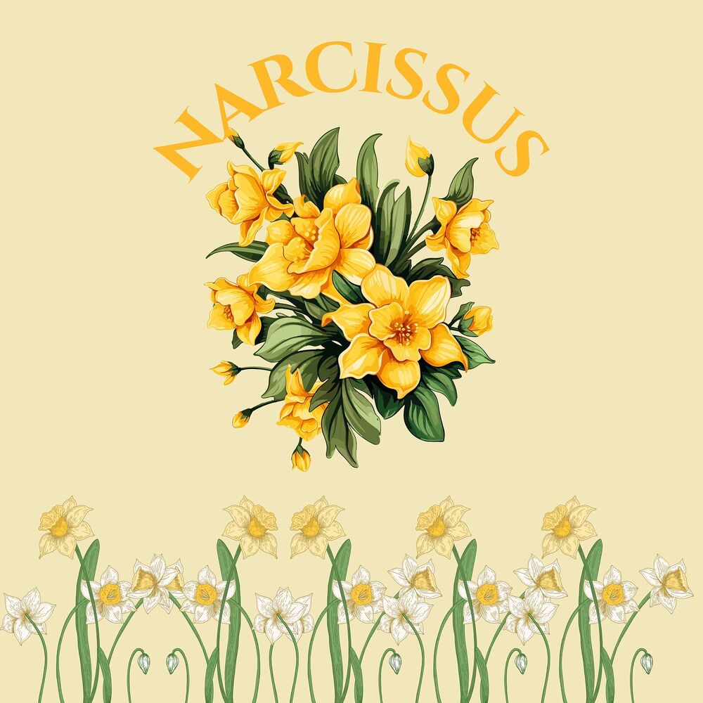 Picture of Narcissus