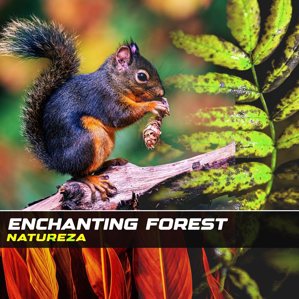 Picture of Enchanting Forest