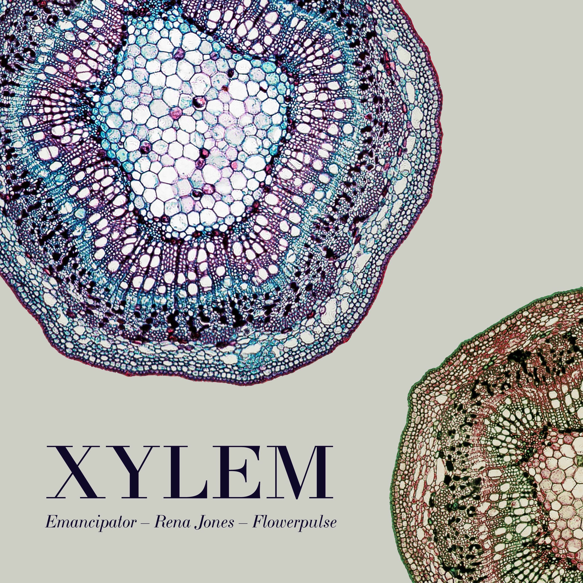Album cover of Xylem
