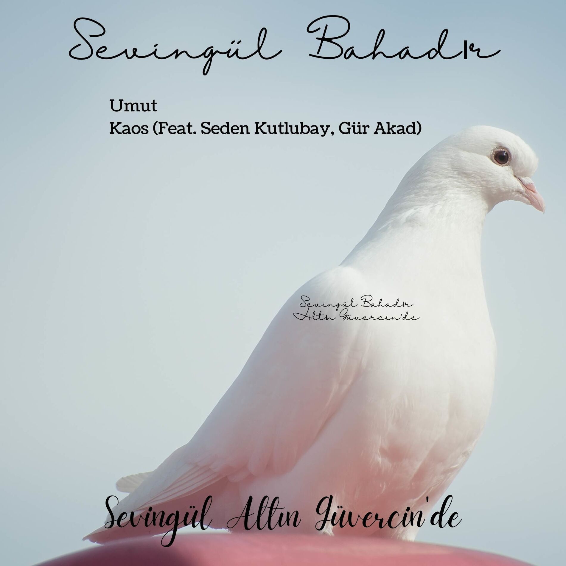 Album cover of Sevingül Altın Güvercin'de
