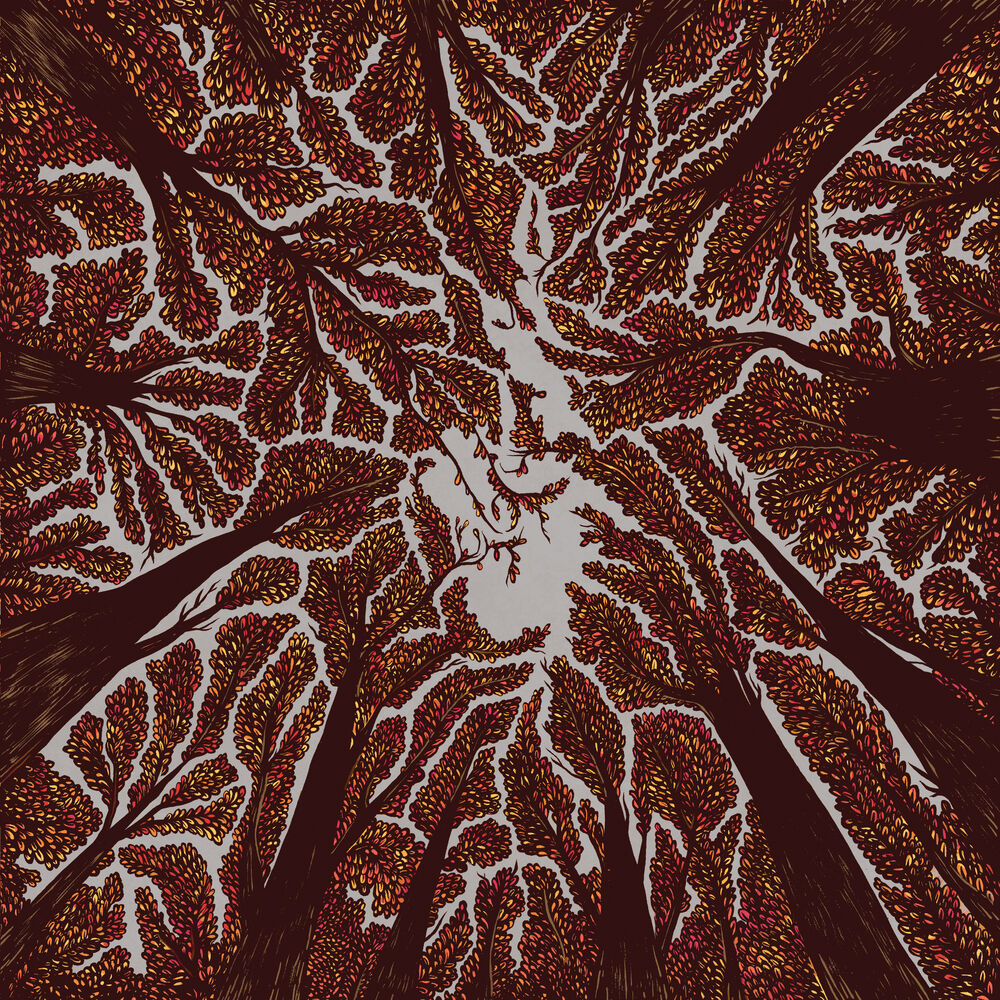 Picture of Crown Shyness