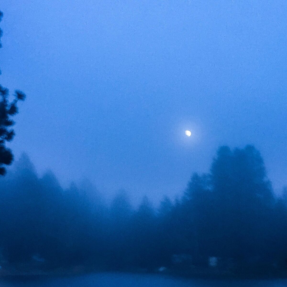 Album cover of Endless Forrest