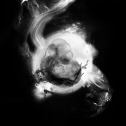 Cover of Saffronkeira