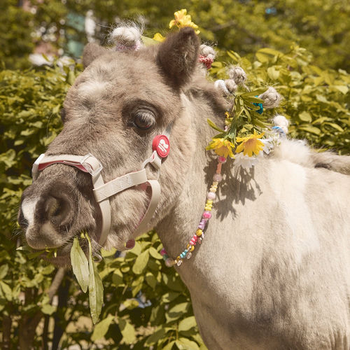 Wally – HI I AM WALLY – Single